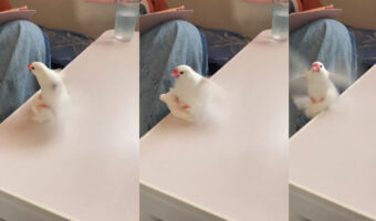 なんでそんなことになる？おっちょこちょいな様子の文鳥さんが可愛い