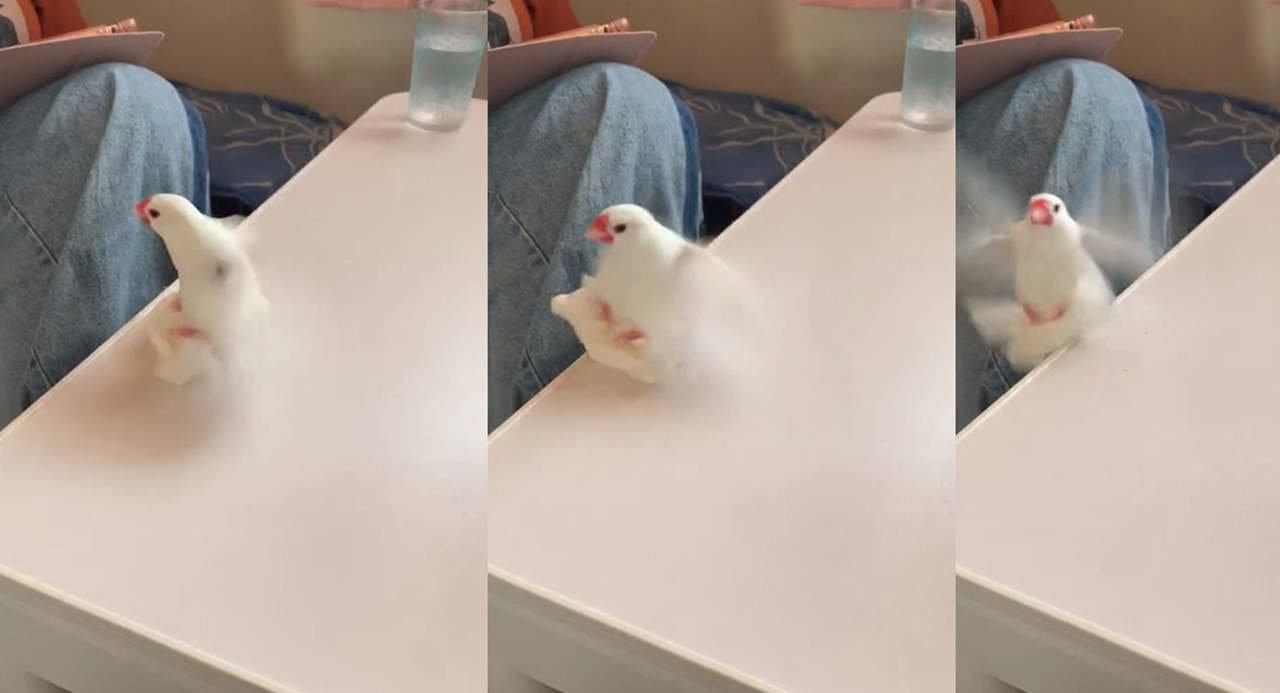 なんでそんなことになる？おっちょこちょいな様子の文鳥さんが可愛い