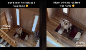 飼い主がいなくて寂しそうに鳴く犬、実は近くにいたことに気づいた瞬間の反応がかわいすぎる!