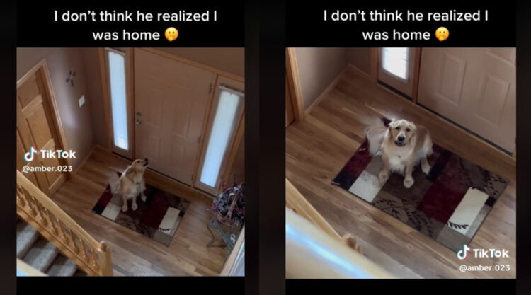 飼い主がいなくて寂しそうに鳴く犬、実は近くにいたことに気づいた瞬間の反応がかわいすぎる！