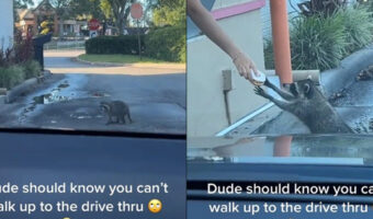 ドーナツのドライブスルーに行ったらなんとアライグマの先客が！