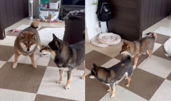 どういうルール!?謎の遊びで激闘を繰り広げる2匹の柴ちゃん!一体どっちが勝ったんだ?