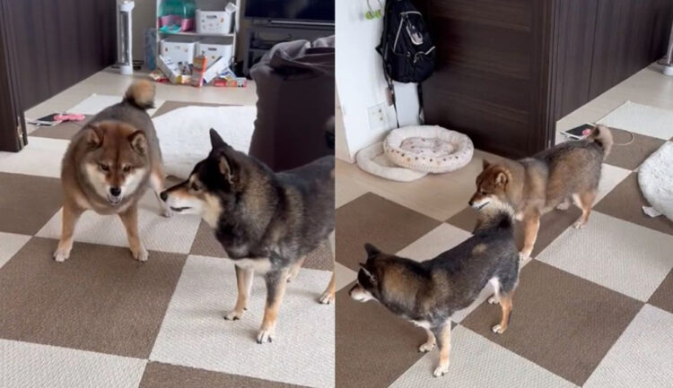 どういうルール！？謎の遊びで激闘を繰り広げる2匹の柴ちゃん！一体どっちが勝ったんだ？