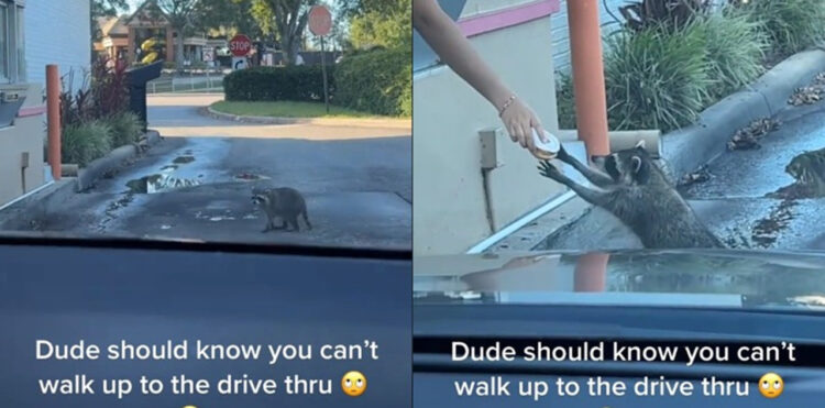 ドーナツのドライブスルーに行ったらなんとアライグマの先客が！