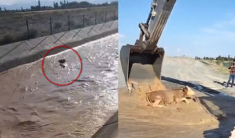 増水で子牛が流された！！機転を利かせたまさかの救出方法に驚き！