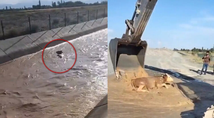 増水で子牛が流された！！機転を利かせたまさかの救出方法に驚き！
