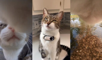 このやり方は発明だ！猫にカメラを取り付けた映像が大人気！