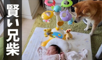赤ちゃんのおもちゃが欲しいけどグッと我慢して自分のおもちゃを探しに行く柴犬が健気でかわいい