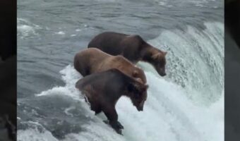 狩りをするベストポジションを知っているクマたち。滝の上にいると、獲物の方からどんどん飛び込んできます!!【アメリカ・動画】