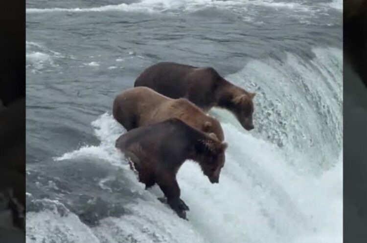 狩りをするベストポジションを知っているクマたち。滝の上にいると、獲物の方からどんどん飛び込んできます！！【アメリカ・動画】