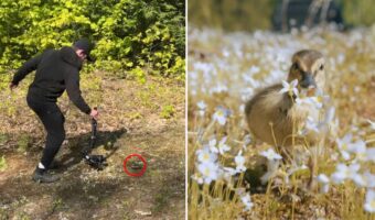 元気に走るヒナドリを撮影!ヒナの目線の高さからの映像には、幻想的でチャーミングな世界が!!【アメリカ・動画】
