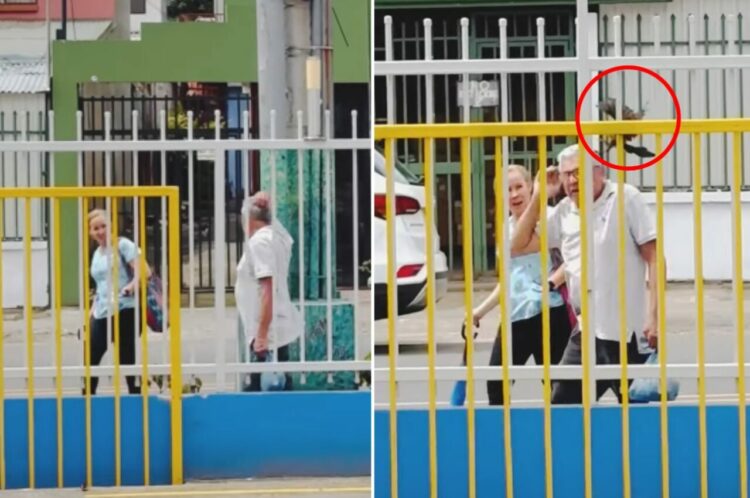 近くに巣でもあるのかな？通りかかる人の頭を小突いてくる鳥。警戒しながら歩いても・・【海外・動画】