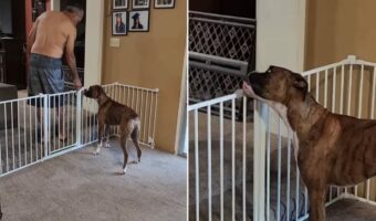 パパさんの後をついていくボクサー犬。ペットフェンスを閉じられたのでこれ以上先へは進めないと思いきや・・！【アメリカ・動画】
