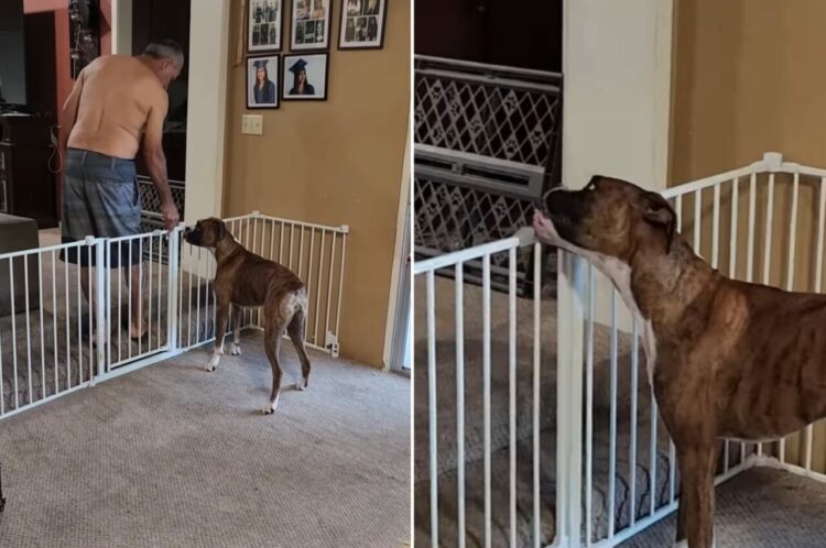 パパさんの後をついていくボクサー犬。ペットフェンスを閉じられたのでこれ以上先へは進めないと思いきや・・！【アメリカ・動画】