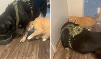 水を飲みたい猫。ところが先に同居犬が水飲み場にいたので、水を飲むスペースがありません!!【アメリカ・動画】