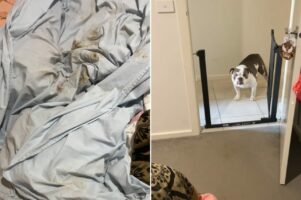 足が泥だらけなのに飼い主さんの寝室で遊んでいたブルドッグ。それがバレた時のリアクションにご注目！？【海外・動画】