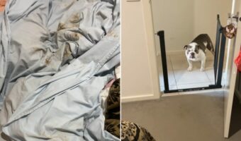 足が泥だらけなのに飼い主さんの寝室で遊んでいたブルドッグ。それがバレた時のリアクションにご注目！？【海外・動画】