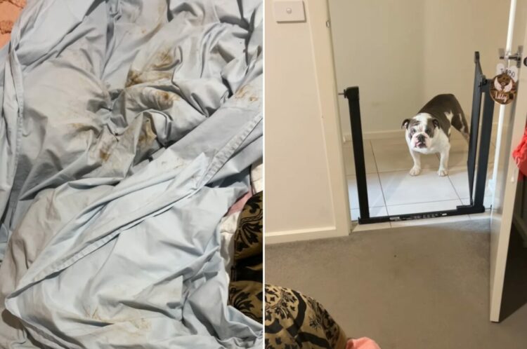 足が泥だらけなのに飼い主さんの寝室で遊んでいたブルドッグ。それがバレた時のリアクションにご注目！？【海外・動画】