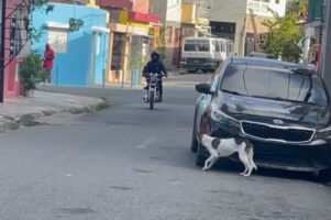 犬が人間にドッキリを決行！？車の影に身を潜める犬の狙いは・・、ある人を驚かすことでした！！【海外・動画】