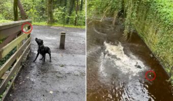 天才犬だ!ひとりでボール遊びを楽しむ方法を発見!自分で川にボールを投げ入れると、猛ダッシュで拾いに行きます!!