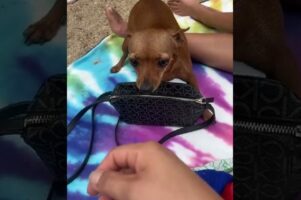 バッグを守ってくれる忠実で頼もしい警備員。飼い主さん以外には指一本触れさせません！！