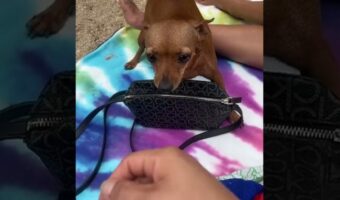 バッグを守ってくれる忠実で頼もしい警備員。飼い主さん以外には指一本触れさせません!!