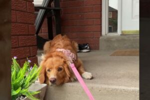 お散歩へ出発したがらない愛犬。実は飼い主さんの『忘れ物』を察知して抗議の真っ最中！！【海外・動画】