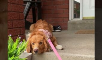お散歩へ出発したがらない愛犬。実は飼い主さんの『忘れ物』を察知して抗議の真っ最中!!【海外・動画】