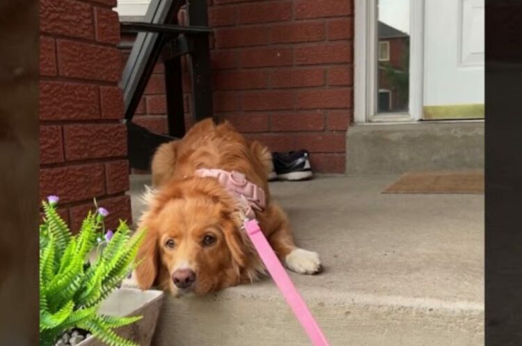 お散歩へ出発したがらない愛犬。実は飼い主さんの『忘れ物』を察知して抗議の真っ最中！！【海外・動画】