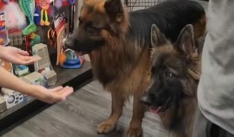 おやつを差し出された犬たち。すぐに喜んで飛びつくかと思いきや・・、この子達はとってもお利口さん!!