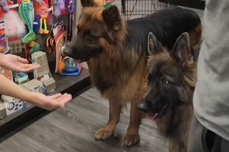 おやつを差し出された犬たち。すぐに喜んで飛びつくかと思いきや・・、この子達はとってもお利口さん！！