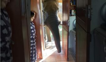 10年来のお付き合い！日曜日の朝に玄関から顔を覗かせたそのお友達は、とてもビッグな子でした！！