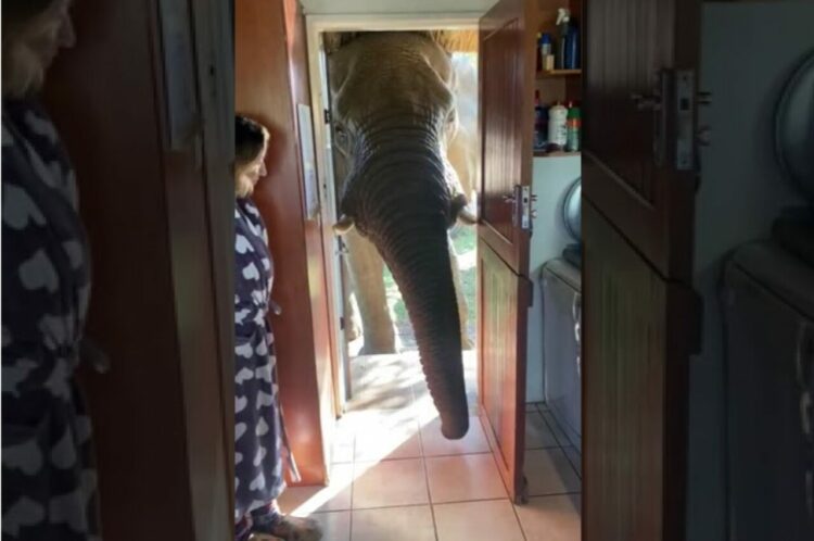 10年来のお付き合い！日曜日の朝に玄関から顔を覗かせたそのお友達は、とてもビッグな子でした！！