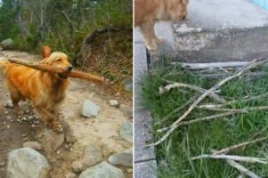 ゴールデンレトリバーの趣味は『木の枝コレクション』！お家には宝物がずらりと展示されています！【海外・動画】