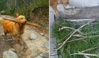 ゴールデンレトリバーの趣味は『木の枝コレクション』!お家には宝物がずらりと展示されています!【海外・動画】