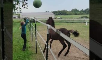 子馬は女の子からボールを投げてもらって大喜び!飛び上がって遊んで、元気いっぱい!!【アメリカ・動画】