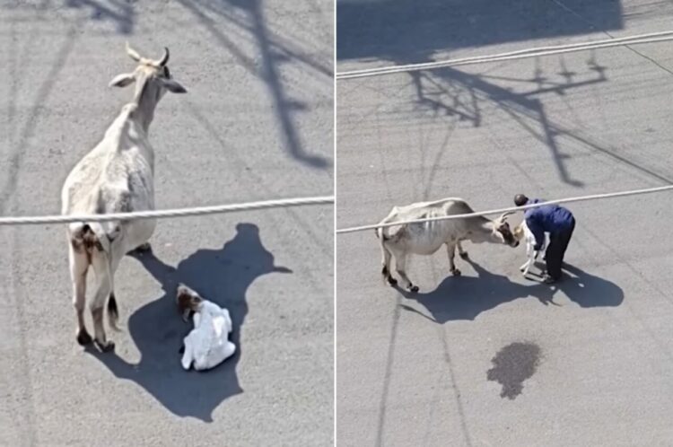 道路の真ん中でうずくまる仔牛。すぐ近くで母親が心配そうに見守っている中、男性が歩み寄ってきて・・