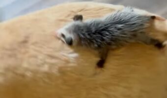 ママにしがみつく習性のあるオポッサムの赤ちゃん。だけど、この子のママはなんだか少し大きいような?【アメリカ・動画】
