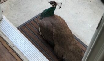 ドアを開けたら玄関でクジャクが待機中!?しかも更にサプライズが待っていて・・!!【アメリカ・動画】
