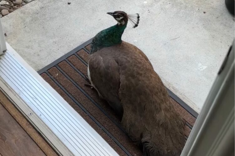 ドアを開けたら玄関でクジャクが待機中！？しかも更にサプライズが待っていて・・！！【アメリカ・動画】