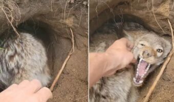 穴掘りに夢中のコヨーテ。撫でようとしたら「邪魔しないで!」と怒られてしまいました!【アメリカ・動画】