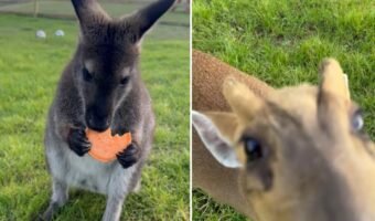 【ほっこり動画】モグモグ食事をするワラビー。そこへ甘えん坊な仲間たちも集まってきました!