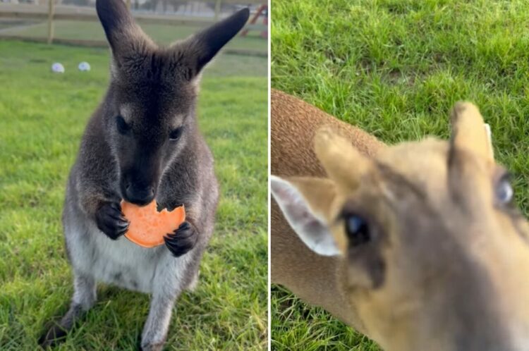 【ほっこり動画】モグモグ食事をするワラビー。そこへ甘えん坊な仲間たちも集まってきました！