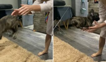 ママさんと離れたくない?子犬は何度ソファに乗せられてもママさんの腕の中に飛び込んできます!