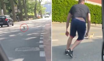 大変!チワワが車通りの多い道路を走っている!?事故に繋がりかねないこの状況に、救出活動をはじめます!!【海外・動画】