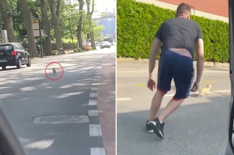 大変！チワワが車通りの多い道路を走っている！？事故に繋がりかねないこの状況に、救出活動をはじめます！！【海外・動画】