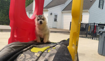 すべり台の上のハスキー犬の赤ちゃん。飼い主さんに反応したので滑ってくるのかと思いきや・・!!【アメリカ・動画】