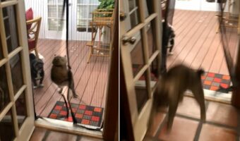まるでスキージャンプ！？猫は家に入ってくるだけで楽しそう！！その様子を見ていた同居犬は・・