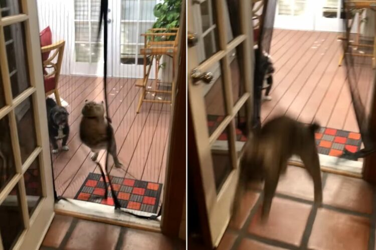 まるでスキージャンプ！？猫は家に入ってくるだけで楽しそう！！その様子を見ていた同居犬は・・