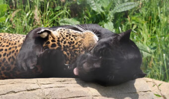 ゴロリと寝転がる2頭のジャガー。仲良く横になっているその姿に癒やされます